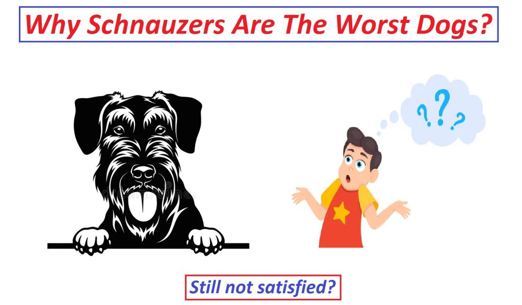 What is bad about a schnauzer? 