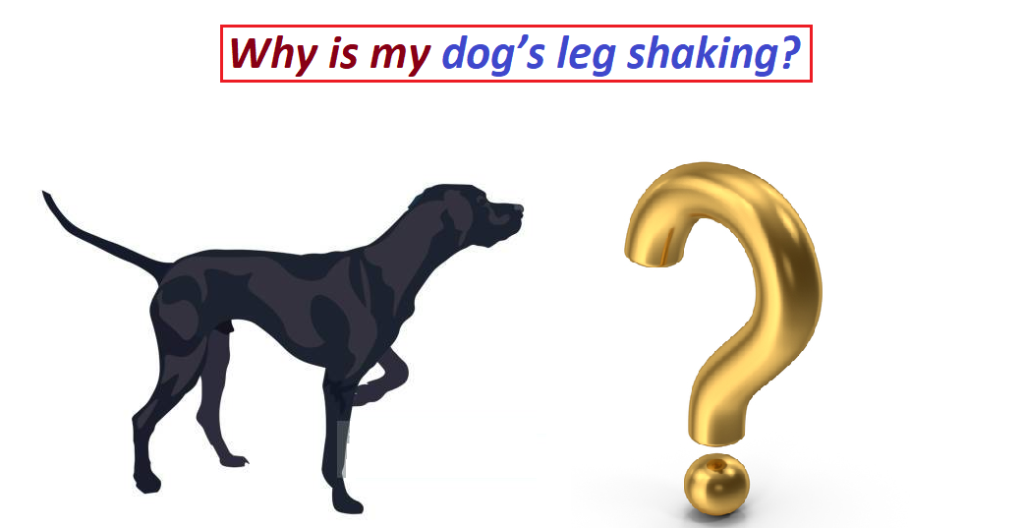 Is dog shaking serious? 