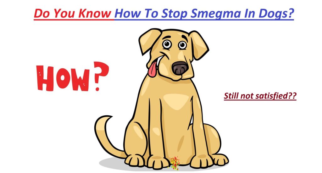 does dog smegma go away with age?