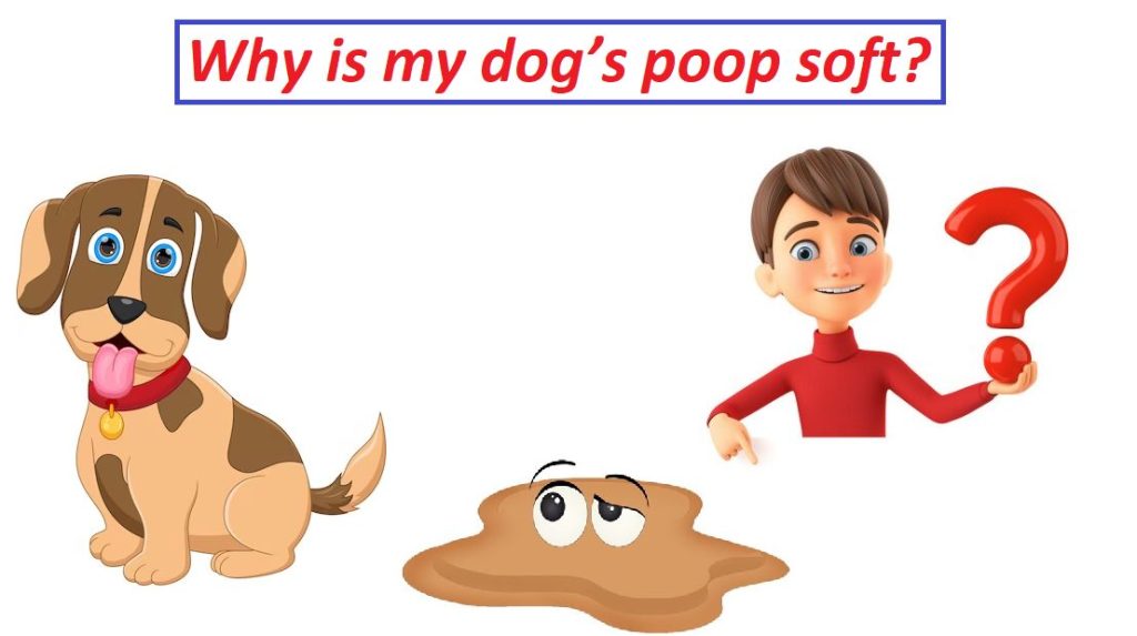 why is my dog's poop soft and smelly