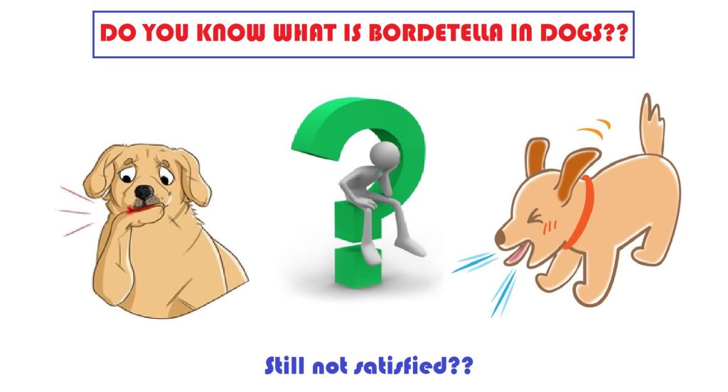 Can dogs recover from Bordetella? 