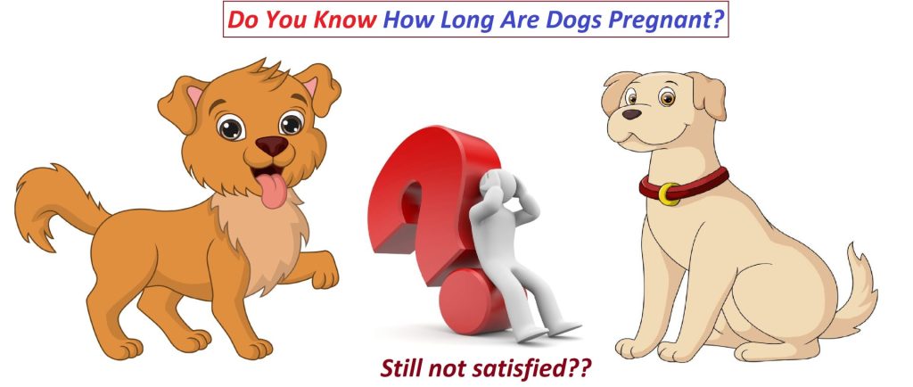 how long after mating can you tell a dog is pregnant