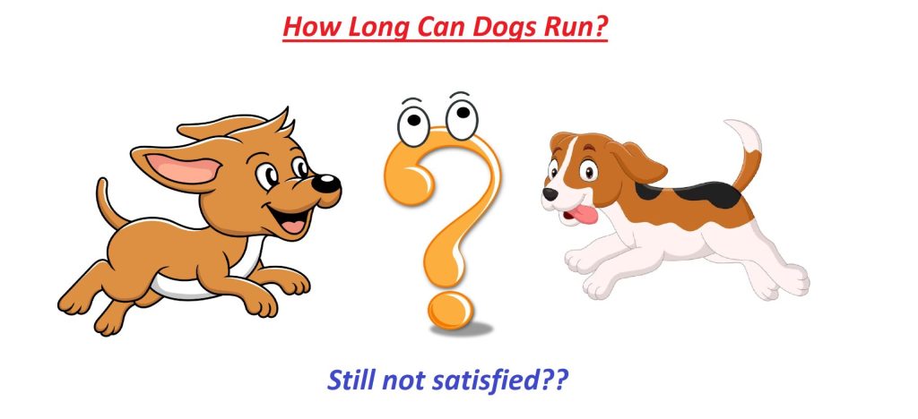 how far can a dog run in a day?
