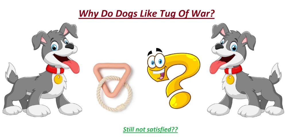 Is tug of war stimulating for dogs? 