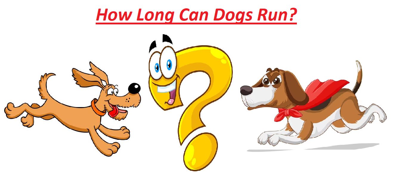 How Long Can Dogs Run?