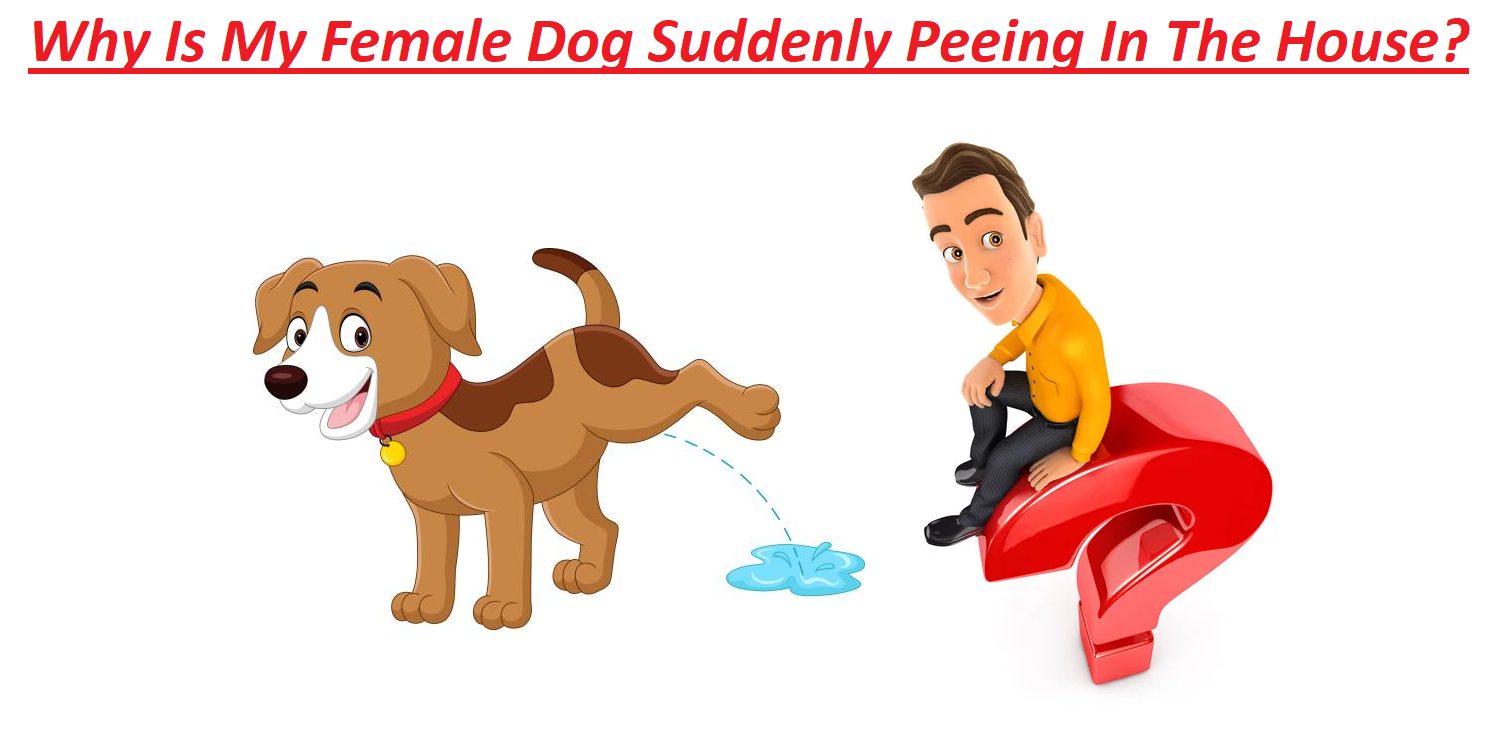 Why Is My Female Dog Suddenly Peeing In The House?