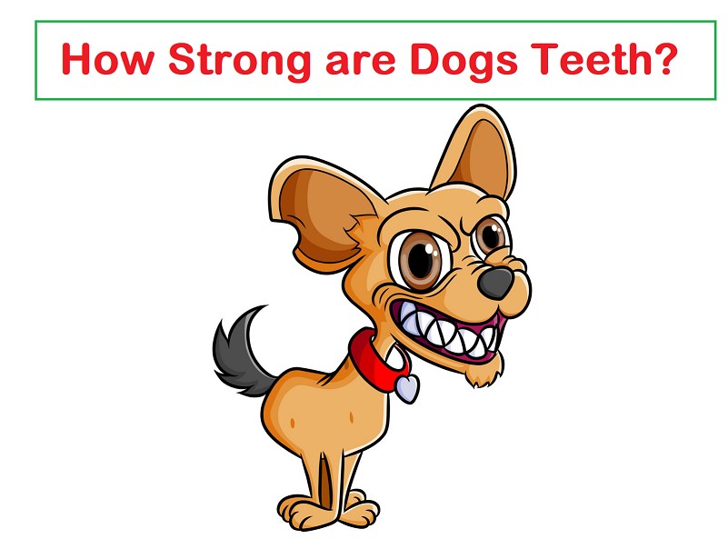 How Strong are Dogs Teeth