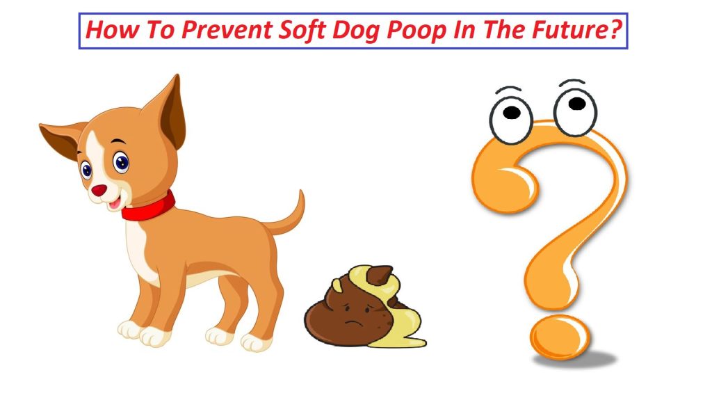 How To Prevent Soft Dog Poop In The Future?