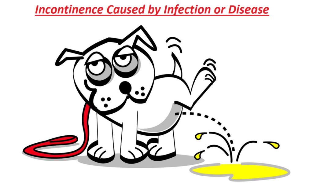 What is the dog disease where they pee a lot? 