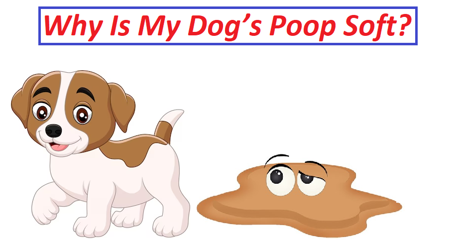 Why Is My Dog's Poop Soft?