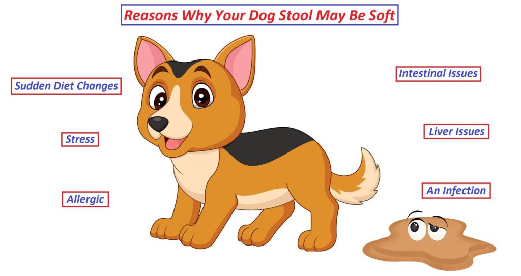 reasons why my dog poop is soft