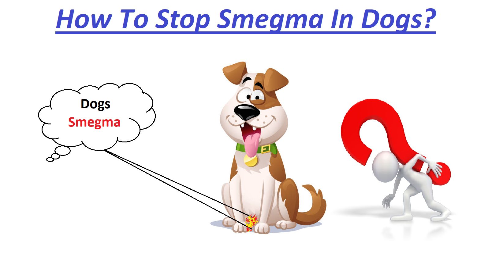 How To Stop Smegma In Dogs?