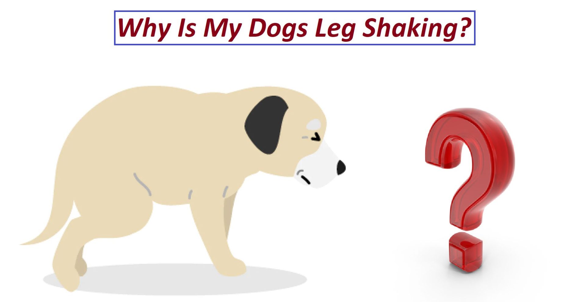 Why Is My Dogs Leg Shaking?