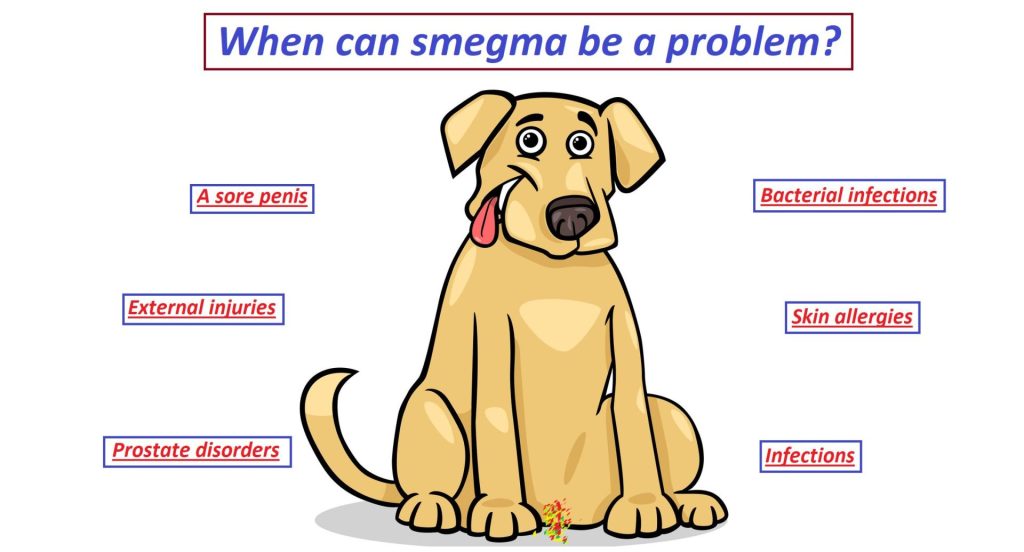 how much dog smegma is normal?