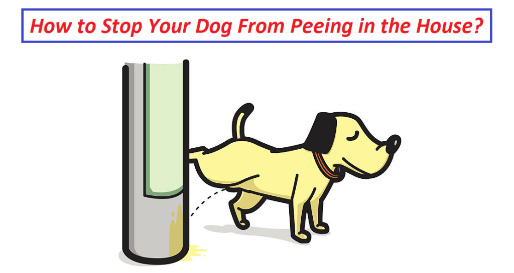 How do I stop my female dog from peeing everywhere? 
