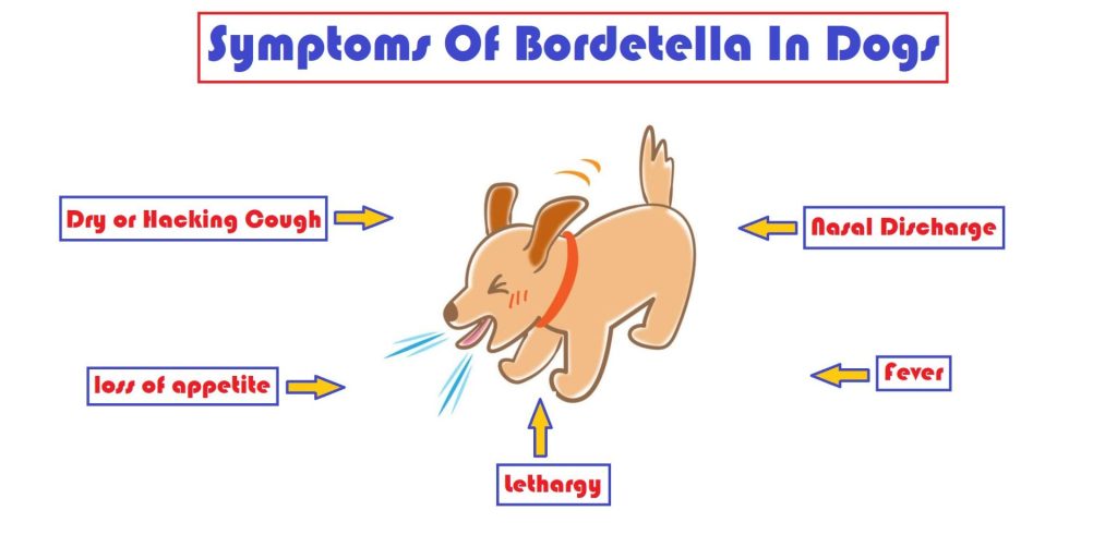 What are the symptoms of a dog with Bordetella?