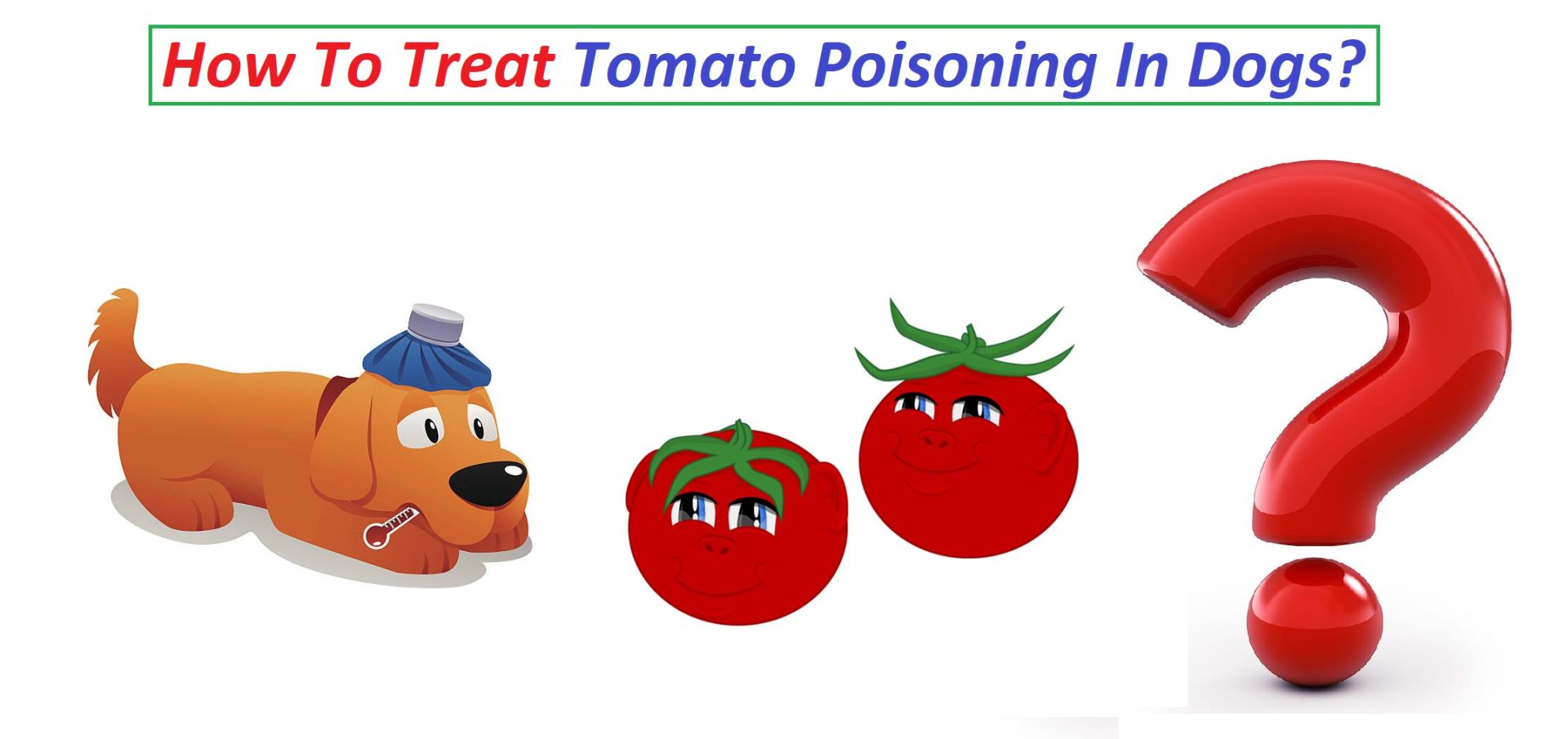 How To Treat Tomato Poisoning In Dogs?