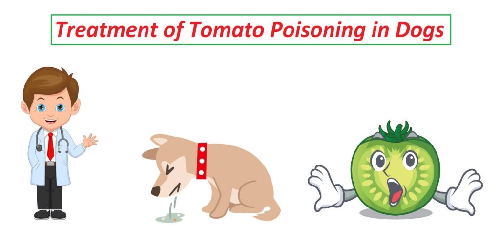 How can I treat my dogs poisoning at home? 