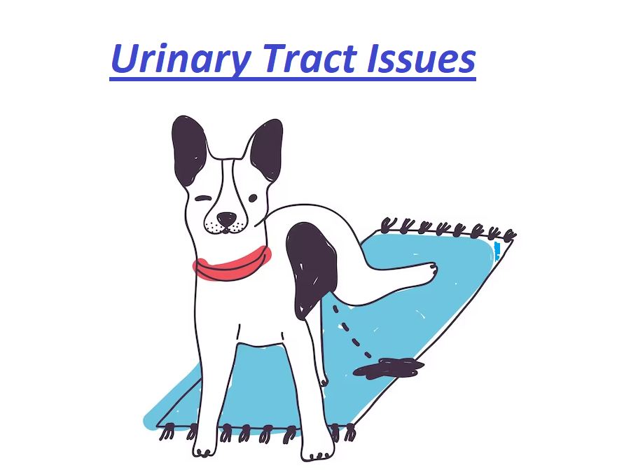 Will a UTI cause a dog to pee in the house? 