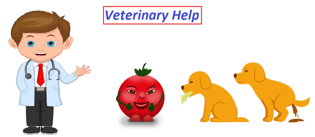 How much tomato is toxic to dogs? 