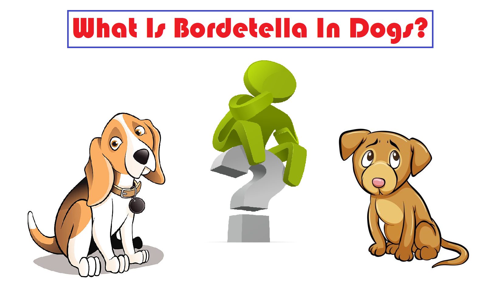 What Is Bordetella In Dogs?
