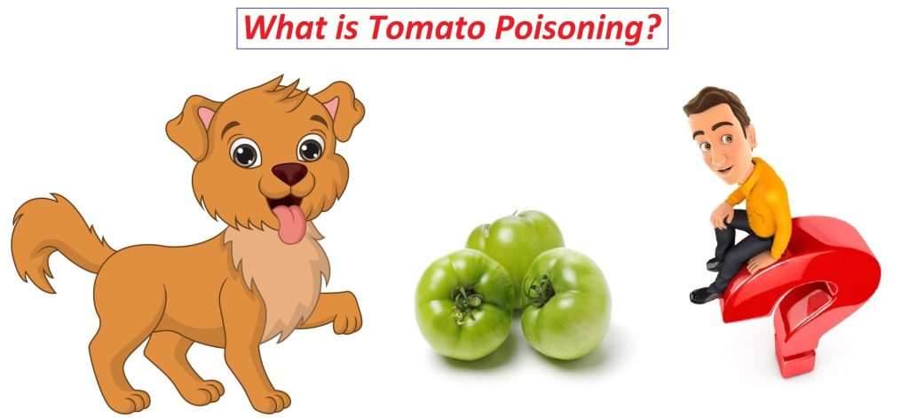 What is Tomato Poisoning?