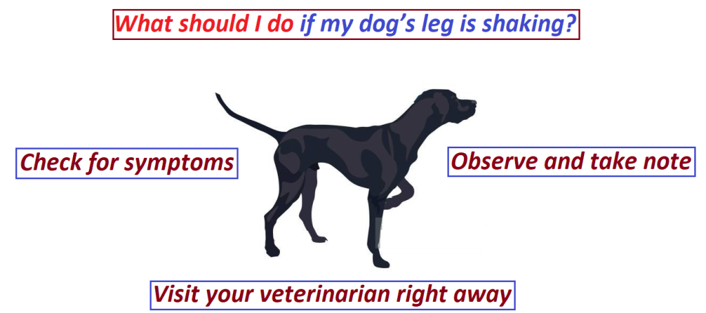 what should i do if my dog’s leg is shaking?