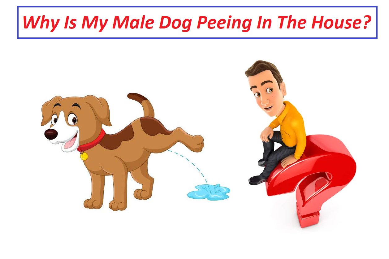 Why Is My Male Dog Peeing In The House All Of A Sudden?