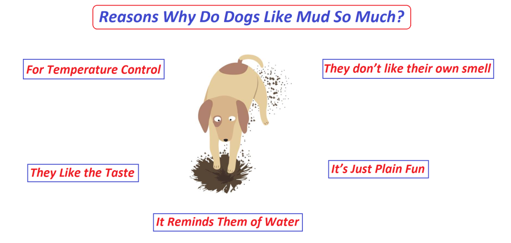 reasons you should never let your dog play in the mud