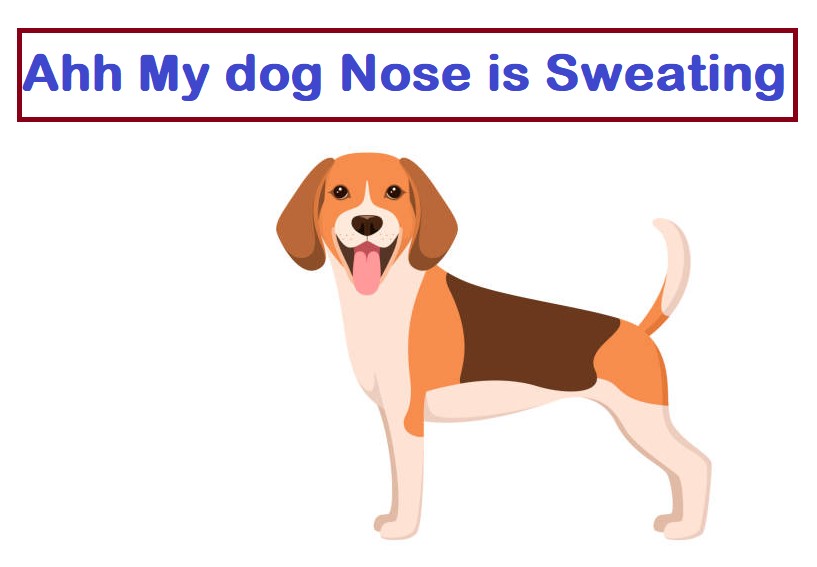 Do dogs sweat from the nose