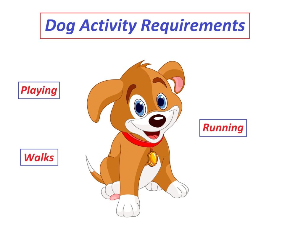Dog Activity Requirements