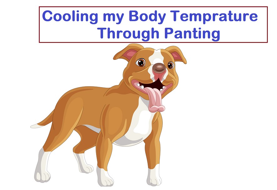 Dog tongue is cold due to panting