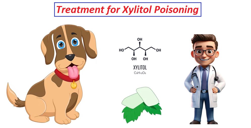 How do you treat xylitol poisoning in dogs at home?