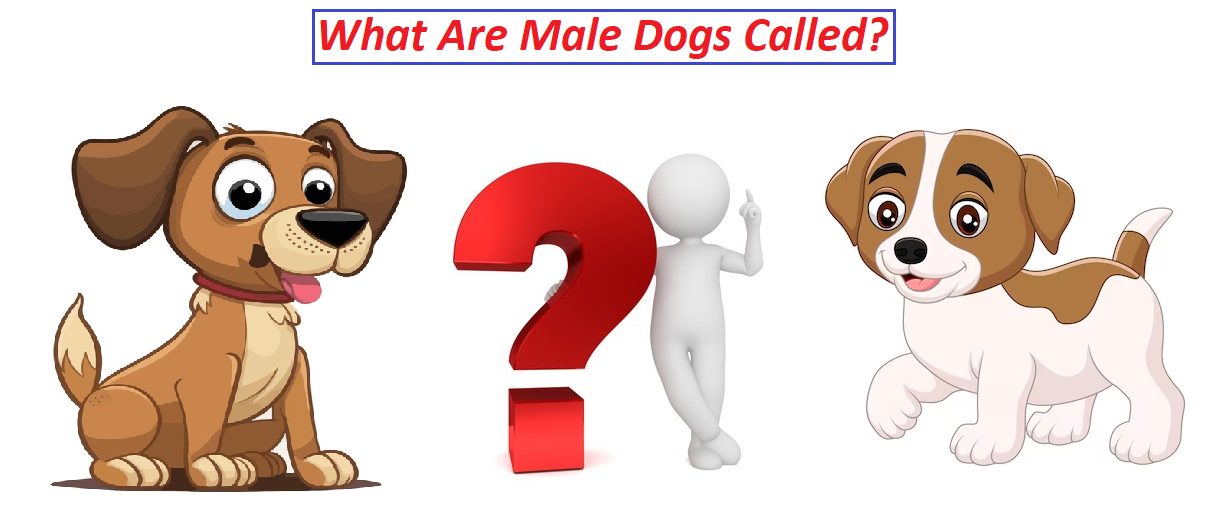 What are male dogs called?