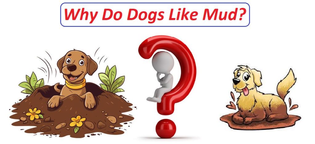 Why do dogs roll in dirt after a bath?