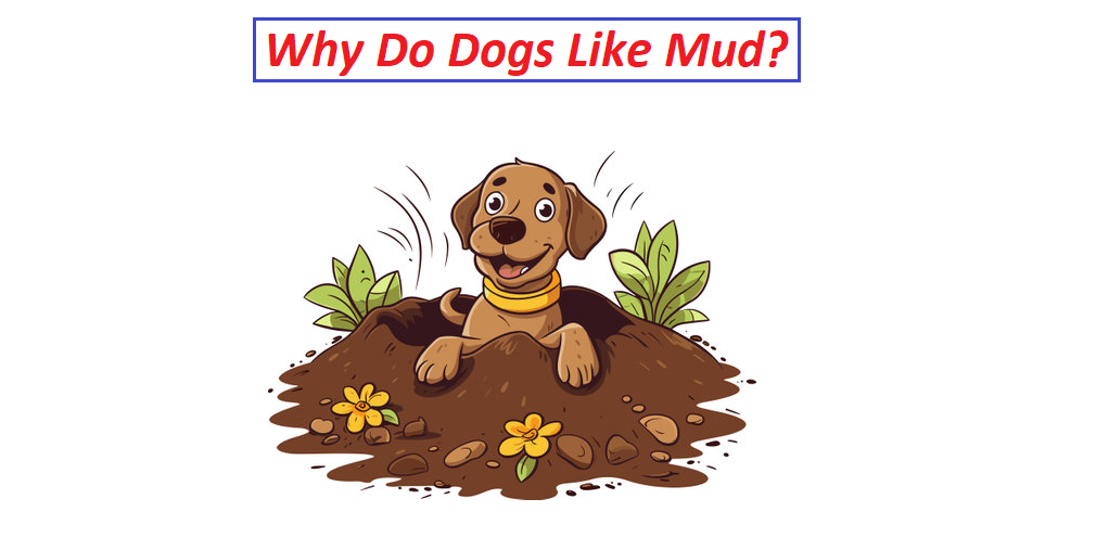 Why Do Dogs Like Mud?