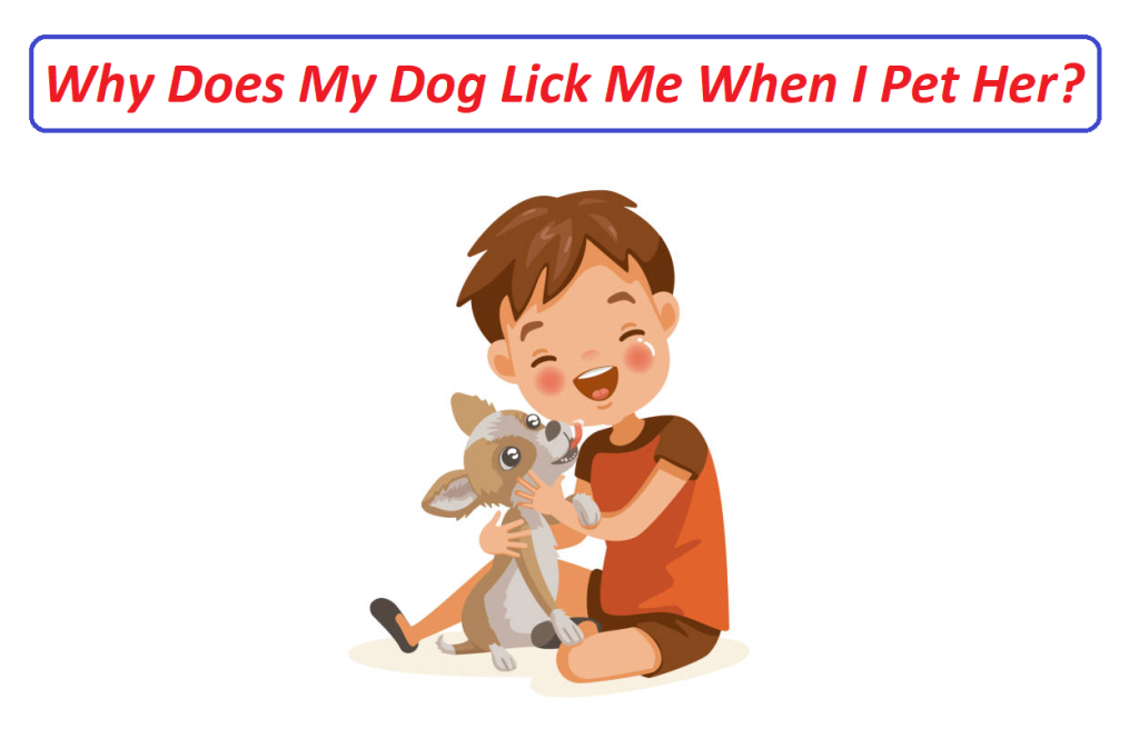 Why Does My Dog Lick Me When I Pet Her?