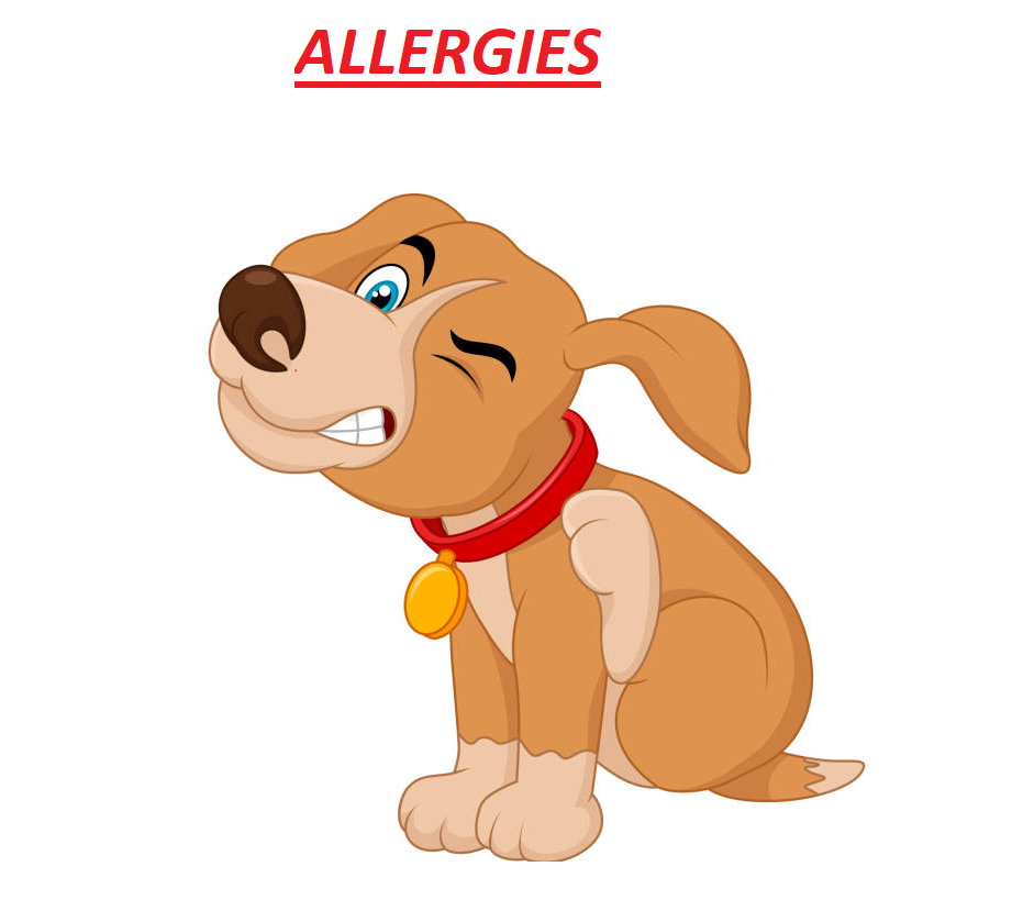Can allergies make a dog's nose dry? 