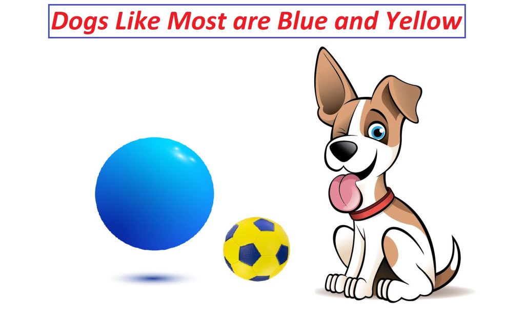 Is blue a dogs favorite color?