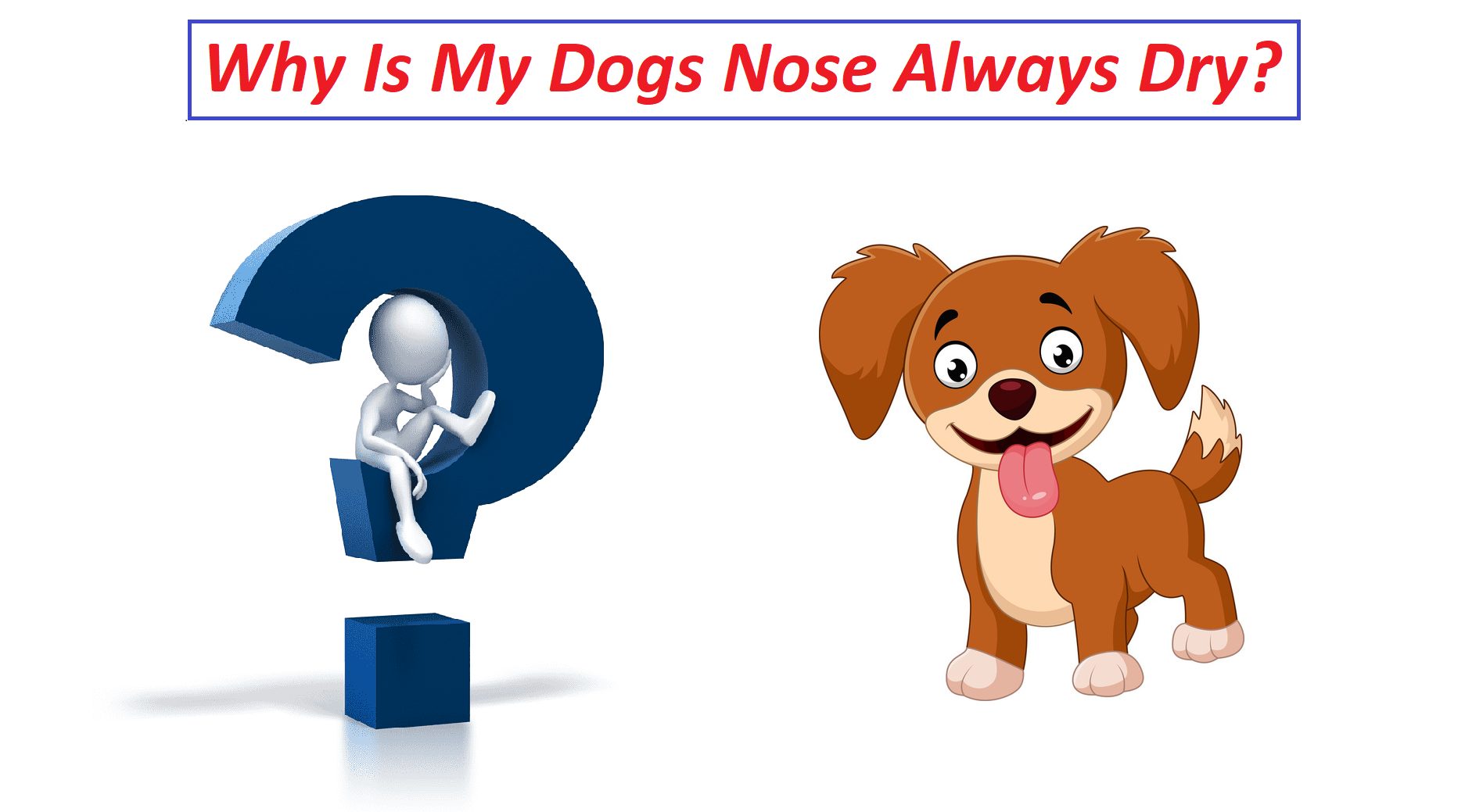 Why Is My Dogs Nose Always Dry?