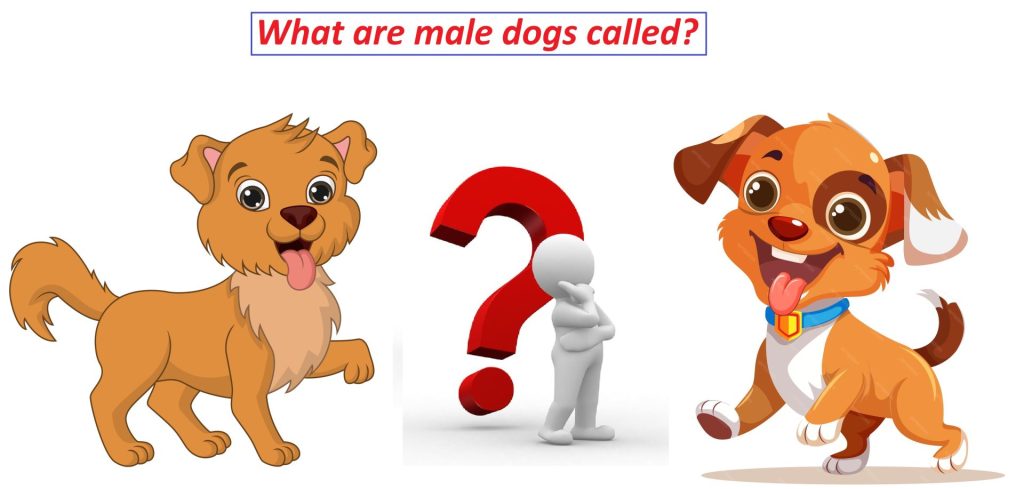 what is a young male dog called