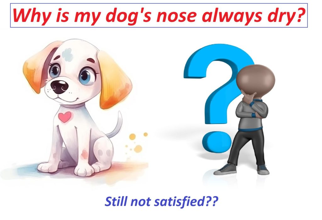 What does it mean when a dog's nose constantly dry? 