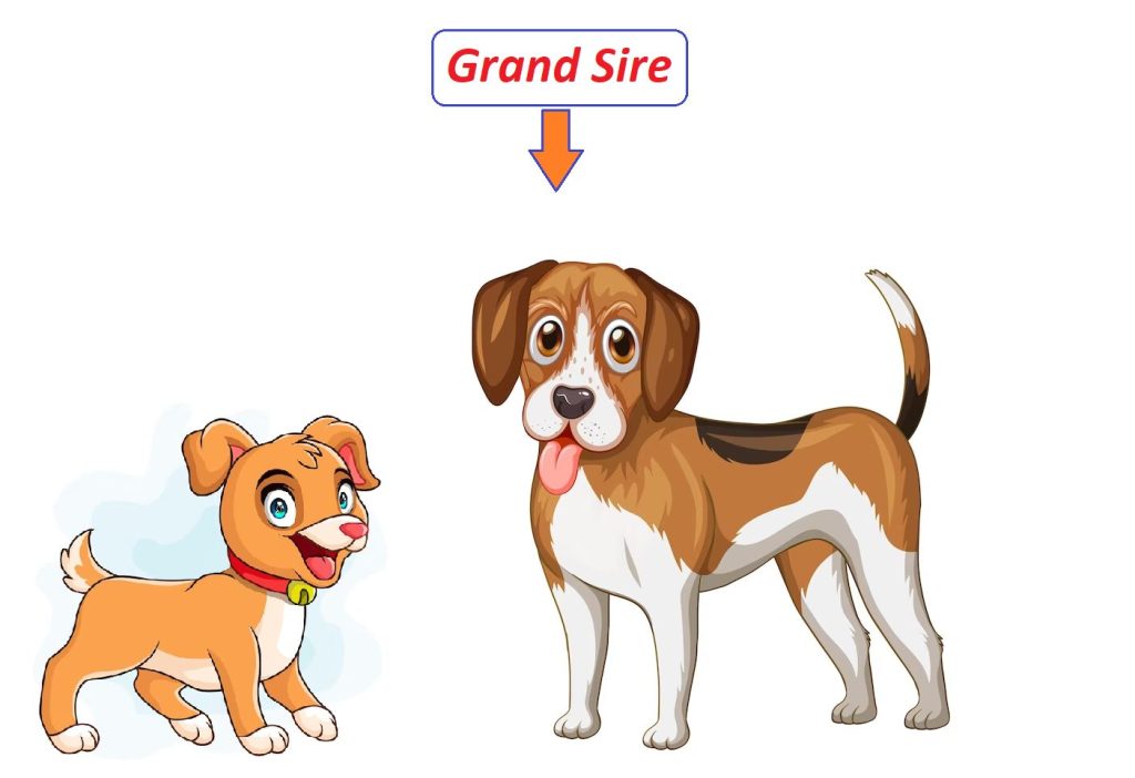 What is a grandfather dog called?