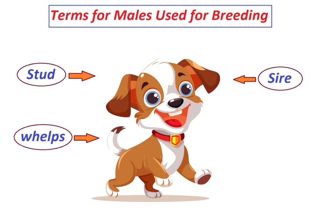 Terms for Males Used for Breeding
