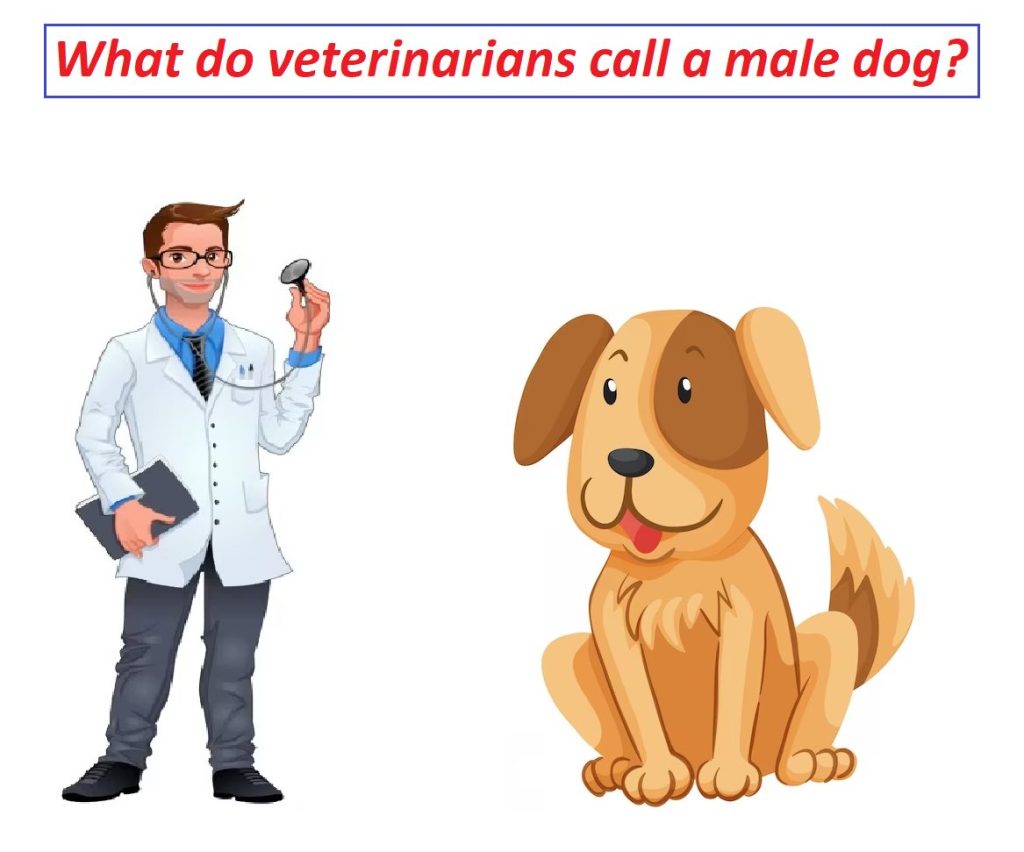 What do veterinarians call a male dog?