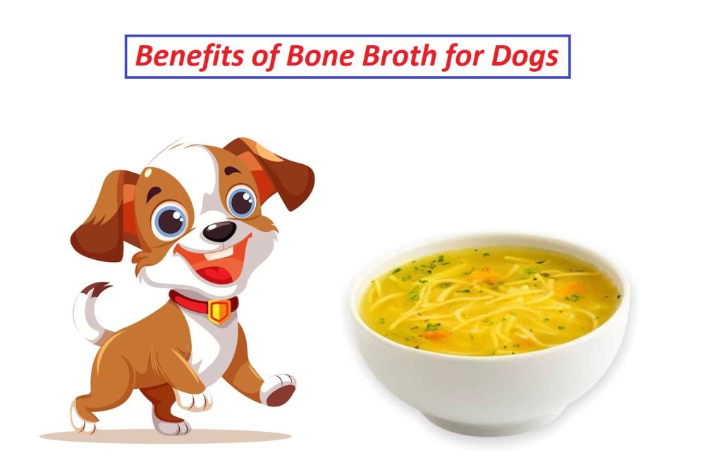 bone broth for dogs benefits