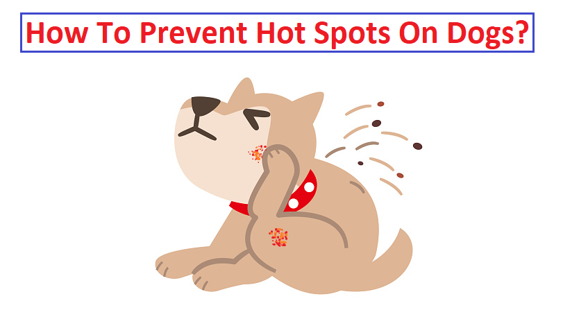 How do you prevent dogs from getting hot spots? 