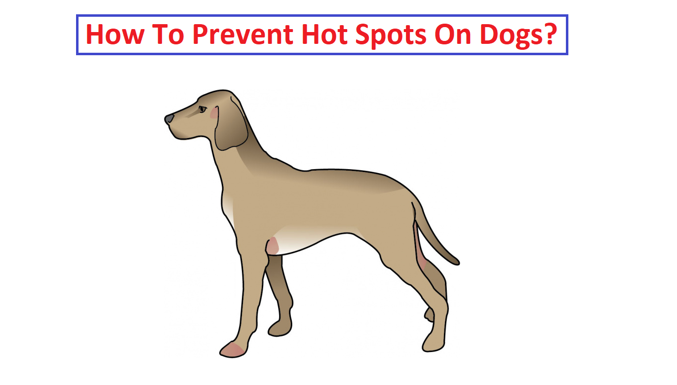 How To Prevent Hot Spots On Dogs?