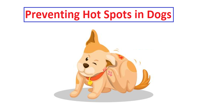 how to treat hot spots on dogs at home?