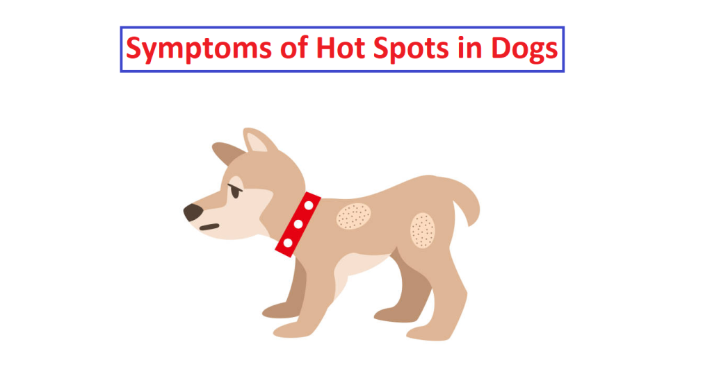 how do i know if my dog has a hot spot?